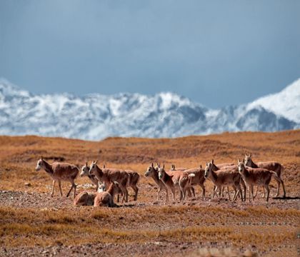 西寧+格爾木+敦煌+蘭州9日8晚私家團