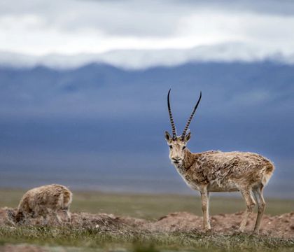 可可西里自然保護(hù)區(qū)+察爾汗鹽湖+萬丈鹽橋+翡翠湖+莫高窟+鳴沙山月牙泉+嘉峪關(guān)關(guān)城+張掖七彩丹霞旅游景區(qū)+青海湖+茶卡鹽湖+烏素特水上雅丹地質(zhì)公園+東臺(tái)吉乃爾湖9日8晚私家團(tuán)