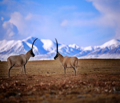 青海西寧+格爾木+可可西里自然保護區+青海湖+茶卡鹽湖+甘肅張掖+嘉峪關+敦煌9日8晚私家團