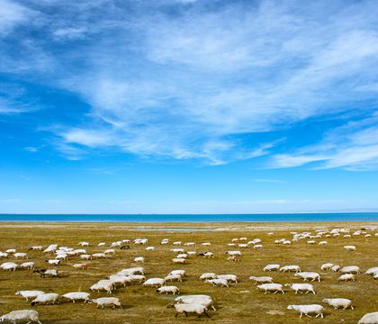 青海西寧+茶卡鹽湖+青海湖+祁連大草原+卓爾山5日4晚私家團
